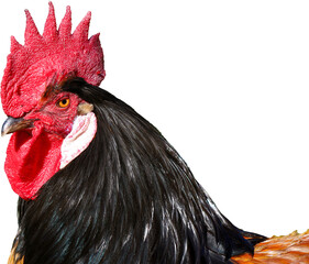 chicken, rooster, farm, cockerel, beak, hen, feather, fowl, red, bird, livestock, agriculture,...