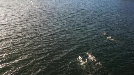 Aerial drone shot of swimming marathon long distance race in open water. Swimmers move through waves, creating ripples as they compete in endurance challenge across vast sea