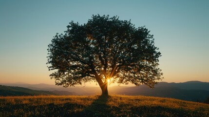 Solitary tree at sunset on hill, light bursting through branches.