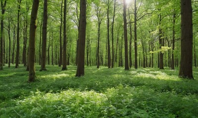 Fototapeta premium Lush deciduous forest scene in spring with fresh greenery and sunlight