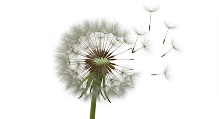 Obraz premium Dandelion Seed Head with Flying Seeds on White Background Close-up