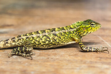 garden chameleon on wooden background