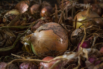 Pile of onions with one of them being rotten