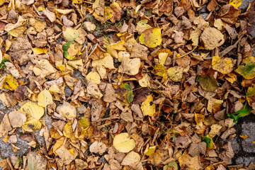 Pile of leaves on the ground
