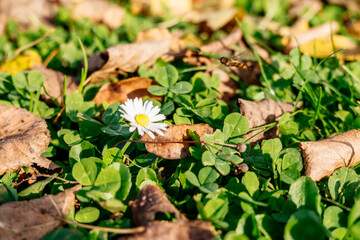 White flower is in the middle of a field of green grass