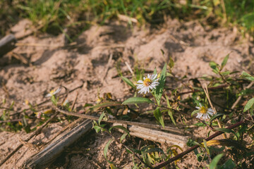 Small white flower is growing in the dirt