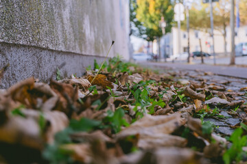 Brick sidewalk with leaves and grass on it