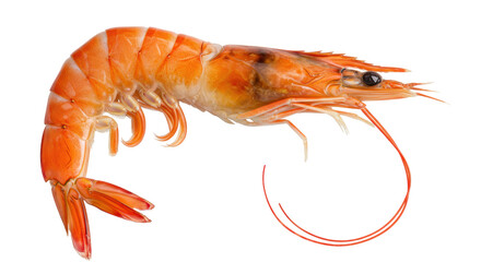 Isolated Boiled Shrimp