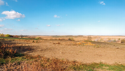Field with a few trees and a few cows