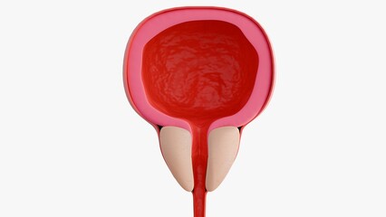 A 3d rendering of sagittal cross-section of male bladder and prostate gland isolated in the white background