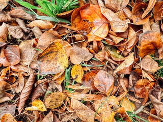 Pile of leaves on the ground with some grass in between