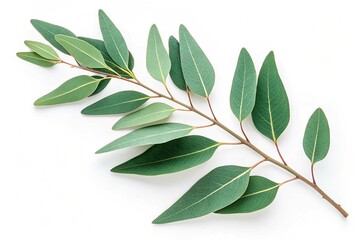 Obraz premium Fresh eucalyptus sprig isolated on a white background