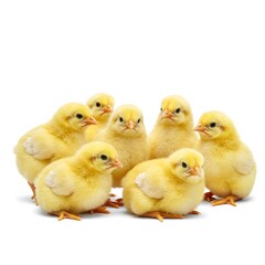 Fototapeta premium Cute Baby Chicks Lined Up On Transparent Background