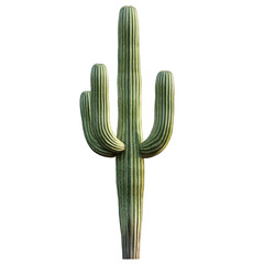 Saguaro isolated on white background