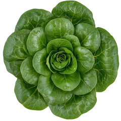 Fototapeta premium vibrant green rosette of fresh butterhead lettuce, showcasing its crisp and tender leaves in symmetrical pattern, perfect for salads and healthy meals