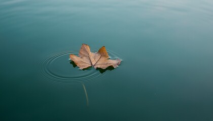 Leaves floating on a calm lake