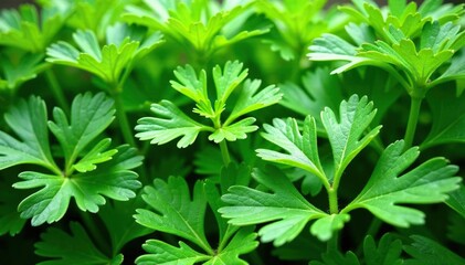 Intricate parsley sprigs forming a natural motif , design, texture