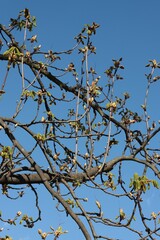 growing fresh new leaves on tree at spring