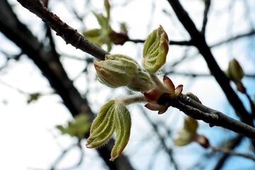 Chestnut tree -  Aesculus hippocastanum tree,growing  fresh leAVES