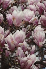 Obraz premium pink,white flowers of magnolia tree in park at spring