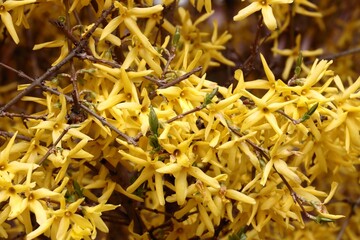 yellow flowers of foryitia shrub at spring
