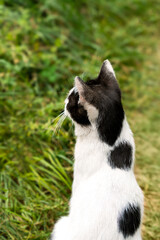 Black and white cat sitting on the grass. Back view. Selective focus.