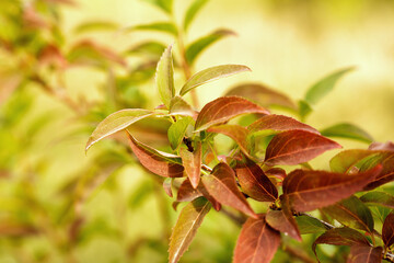 Brown-green young leaves of the bush. Natural wallpaper. Close-up. Selective focus.