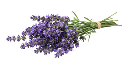 Isolated Bunch of Lavender