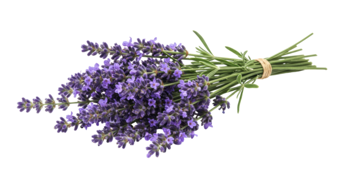 Isolated Bunch of Lavender