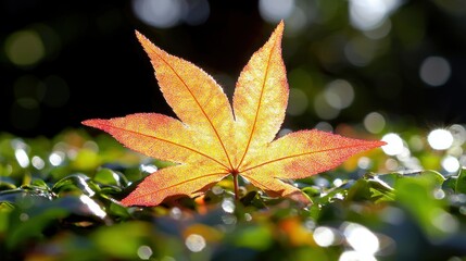 Illuminated Maple Leaf: A Stunning Autumnal Display