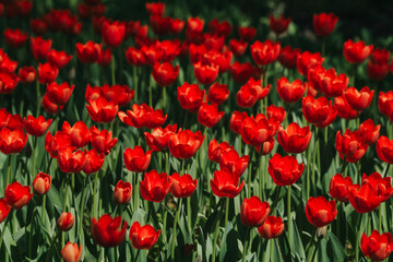 Vibrant Red Tulips: A mesmerizing tapestry of vivid red tulips unfolds, showcasing nature's artistry. Each blossom, a testament to the beauty and energy.
