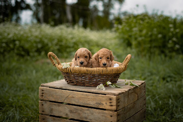 Heartwarming photo of puppies cuddling together in a basket. This adorable photo of two puppies sitting in a cozy basket showcases their sweet nature.  © Abby