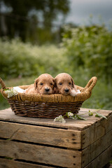 Outside, a friendly puppy dog sits in a basket, posing for the picture. This adorable, heartwarming photo of two puppies displays the loving, affectionate nature of all dogs and puppies. 