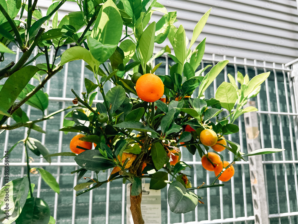 Poster tree with oranges on it