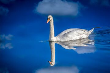 Graceful white swan swimming and reflecting on calm blue waters under serene sky
