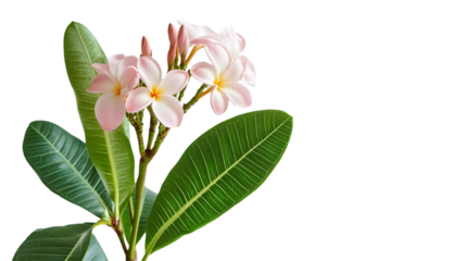 Exotic Frangipani and Plumeria Tropical Flowers with Vibrant Green Leaves Image