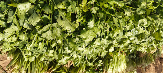 A pile of fresh Coriander.