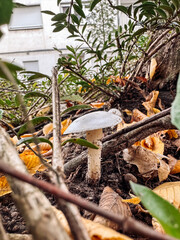 Mushroom is growing in the dirt next to some leaves