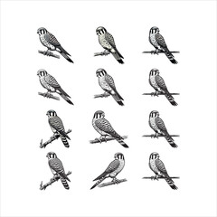 Fototapeta premium American Kestrel Perching on Fence Post – Line Art Wildlife Illustration