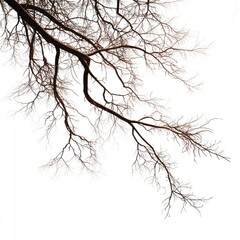 Branches of a tree against a bright white background in wintertime isolated on white background