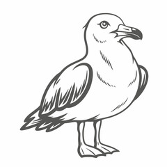Ring-Billed Gull Illustration, Vector Outline Drawing