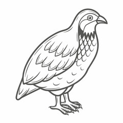 Red-Legged Partridge Line Art Illustration