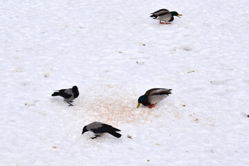 Fototapeta premium Wild ducks eat bread scattered on the ice of a lake 