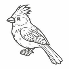 Phainopepla Bird Outline Illustration Vector