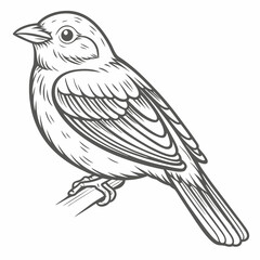 Painted Bunting Bird Line Art Illustration