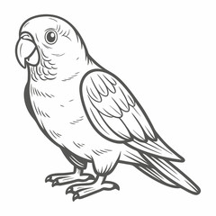 Monk Parakeet Line Art Illustration