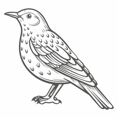 Mistle Thrush Bird Line Art Illustration