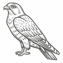 Detailed Merlin Bird Line Art Illustration