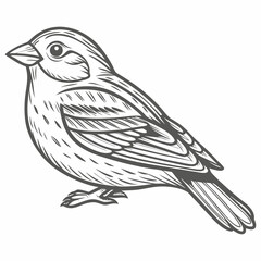 Lark Bunting Bird Line Art Illustration