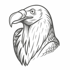 Detailed Lammergeier Head Vector Illustration
